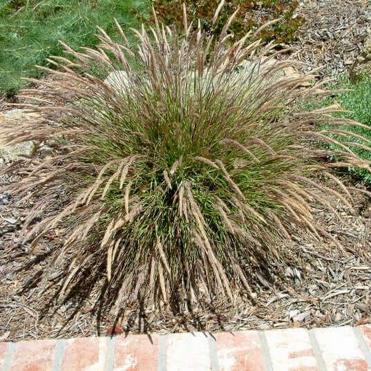 Mendocino Reed Grass (7918135181567)